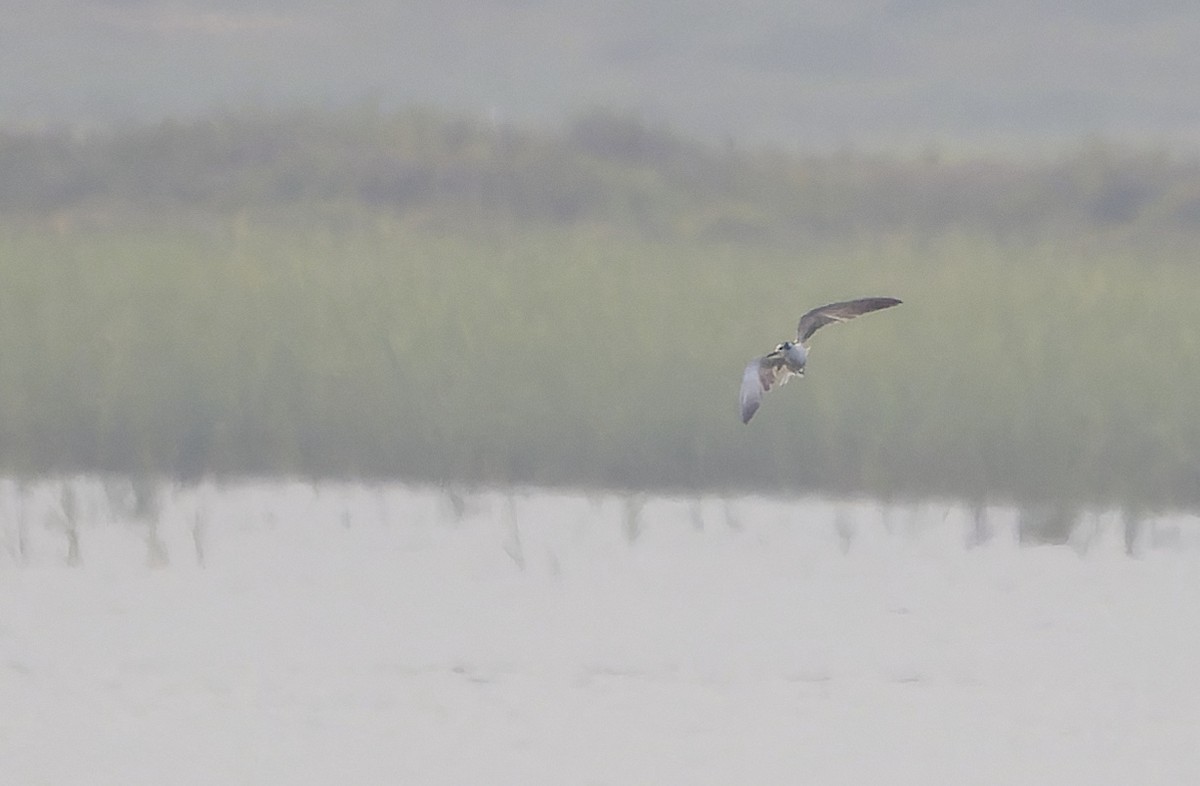 White-winged Tern - ML641688515