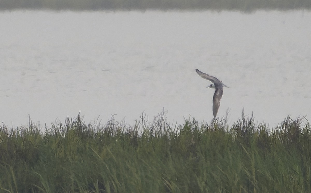 White-winged Tern - ML641688516