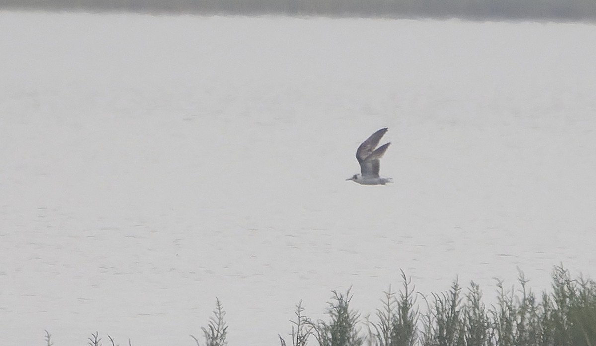 White-winged Tern - ML641688517