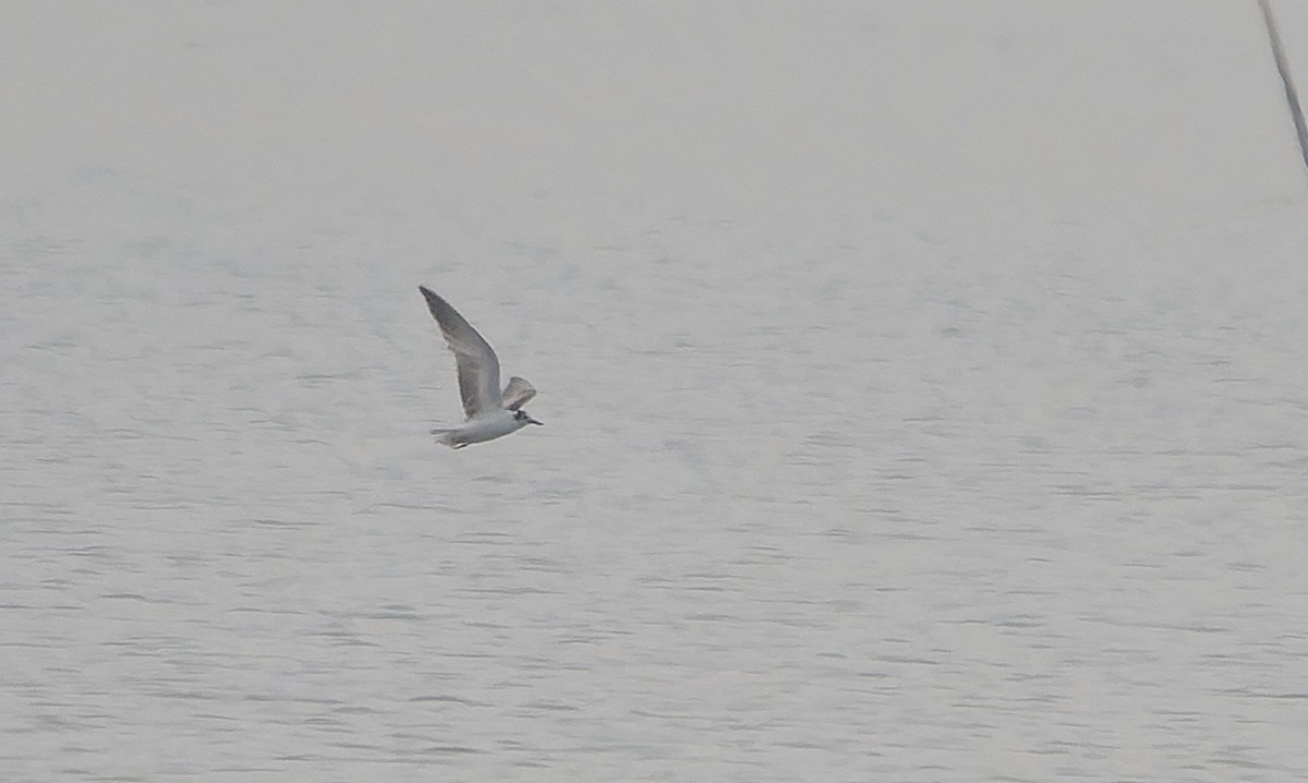 White-winged Tern - ML641688518