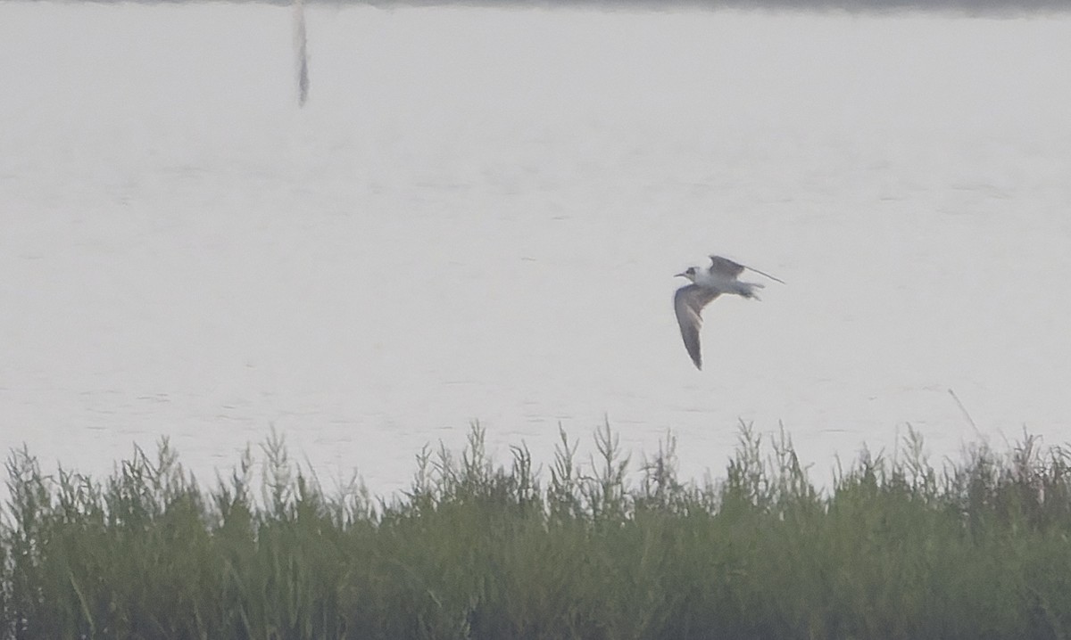 White-winged Tern - ML641688521