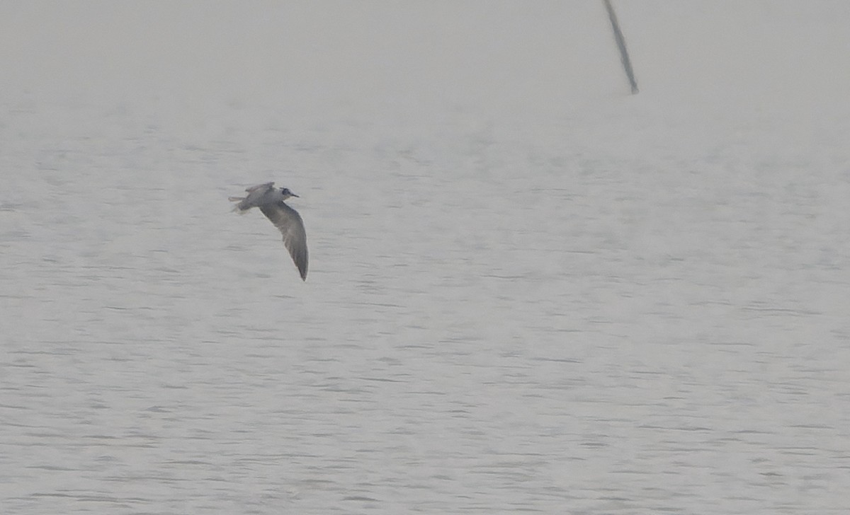 White-winged Tern - ML641688522