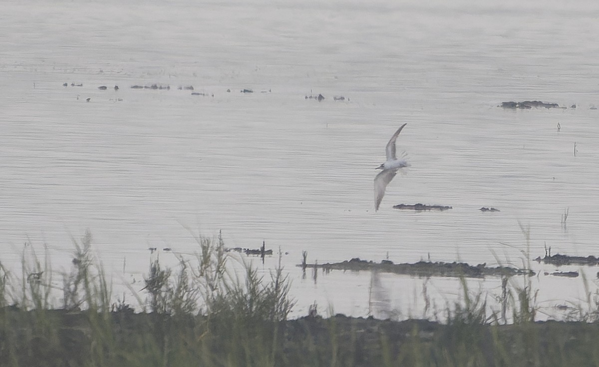 White-winged Tern - ML641688523
