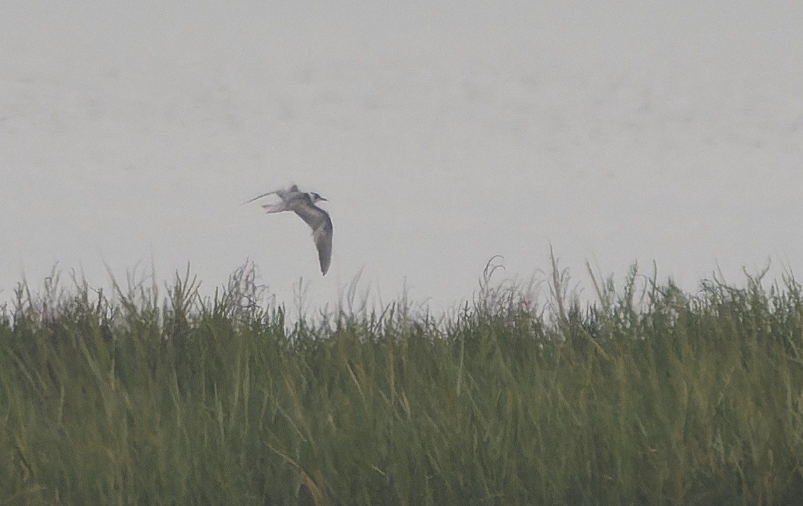 White-winged Tern - ML641688524
