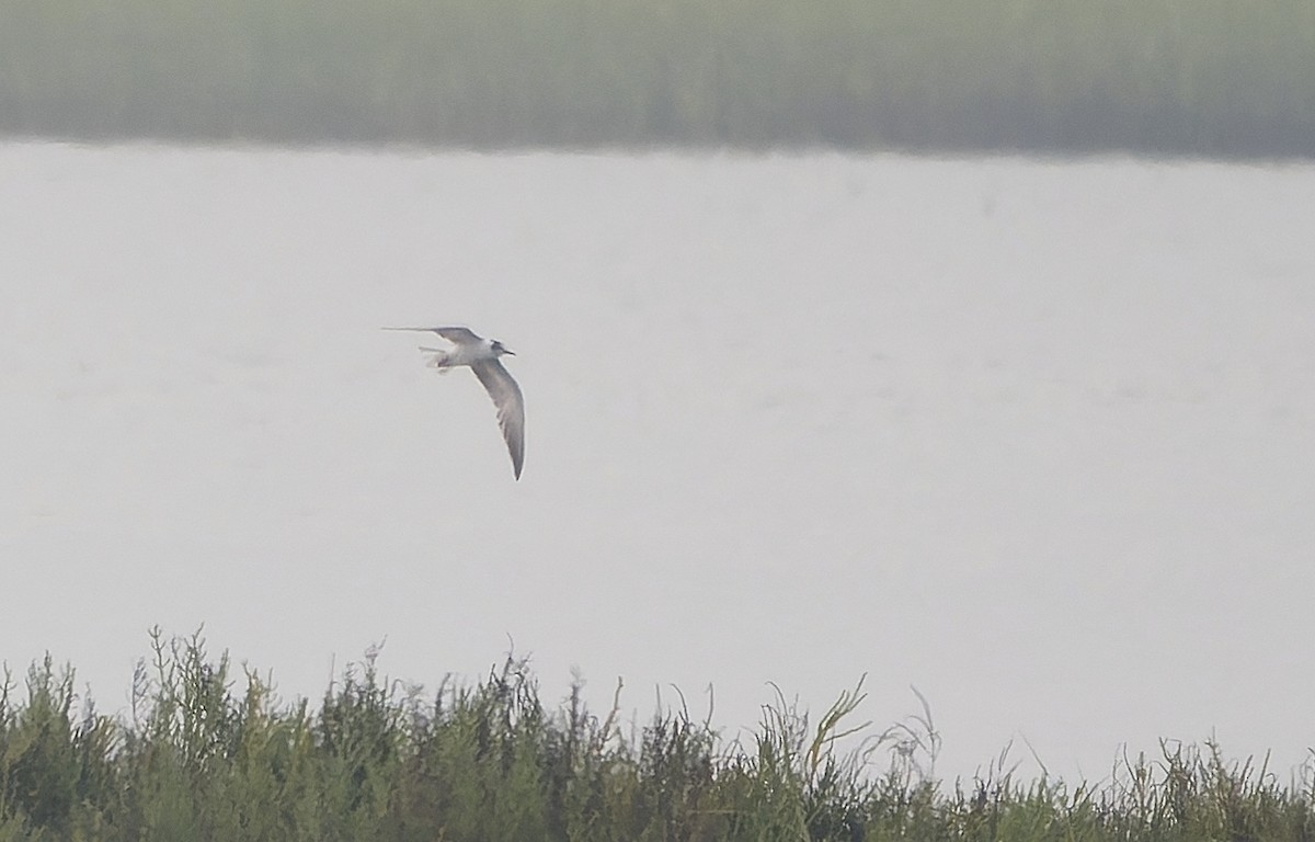 White-winged Tern - ML641688527