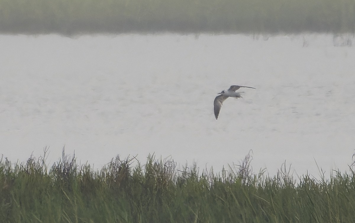 White-winged Tern - ML641688528