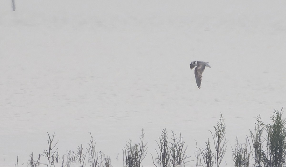 White-winged Tern - ML641688529