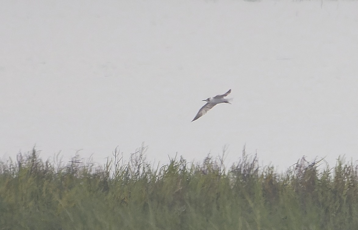 White-winged Tern - ML641688530