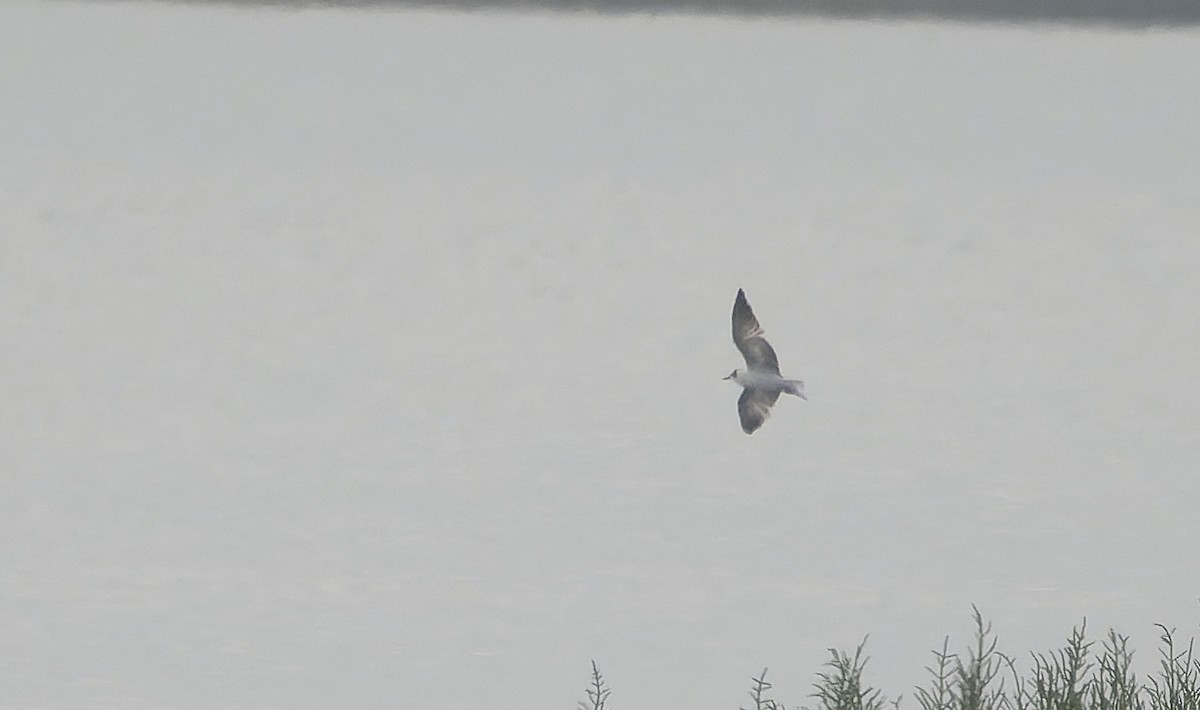White-winged Tern - ML641688532