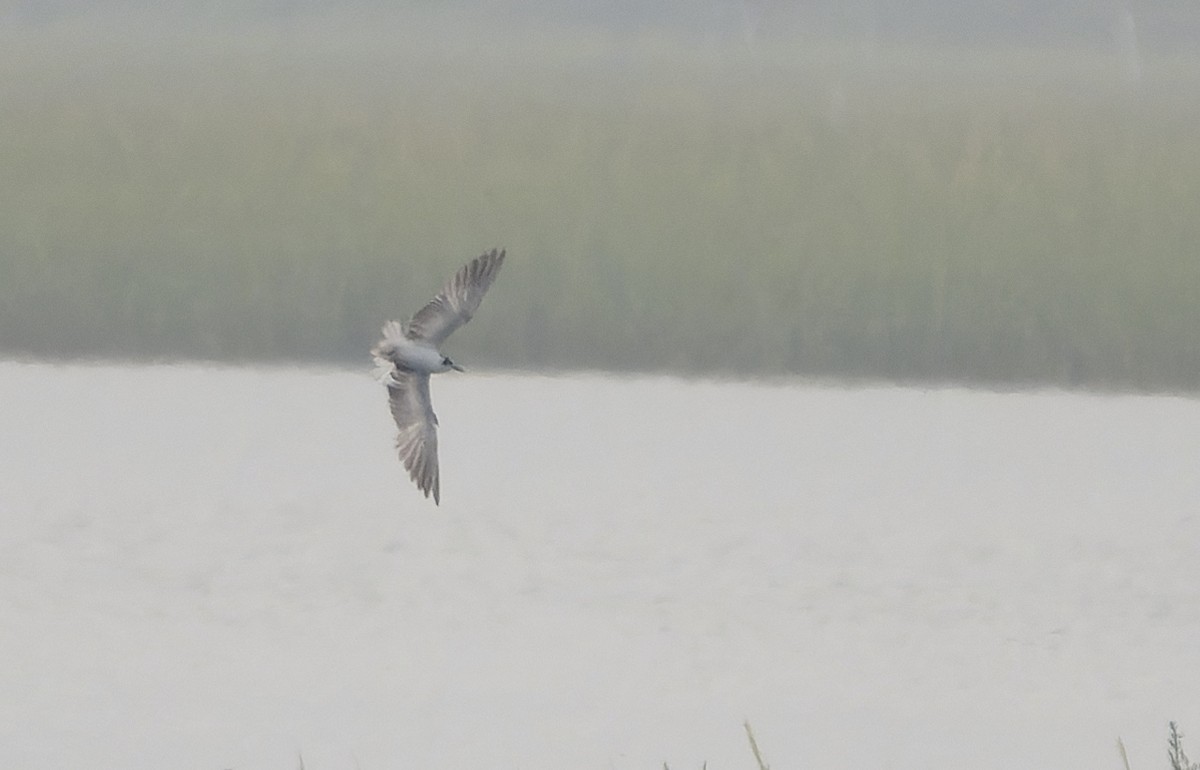 White-winged Tern - ML641688533