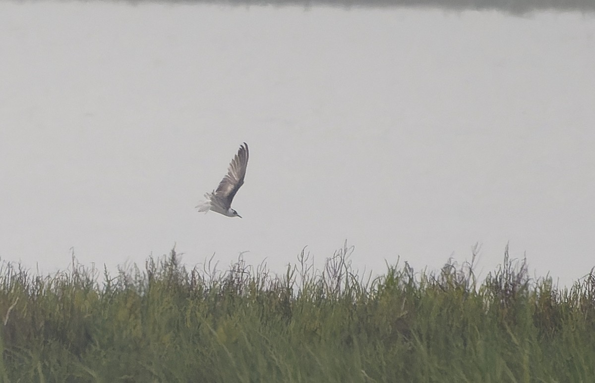 White-winged Tern - ML641688534