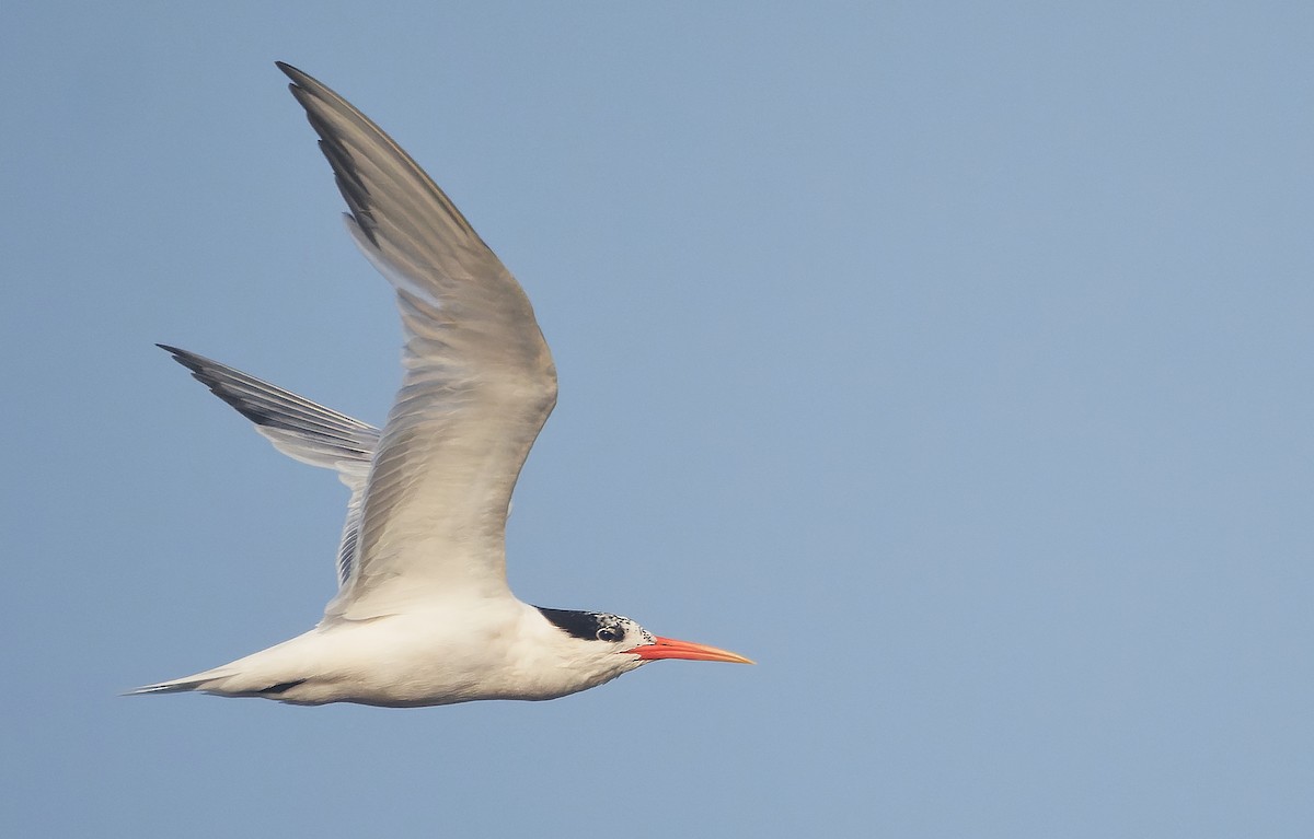 Elegant Tern - ML641688537
