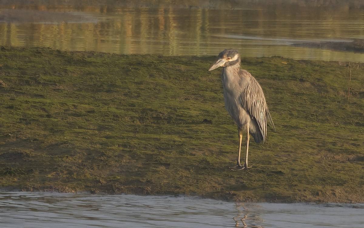 Yellow-crowned Night Heron - ML641688538