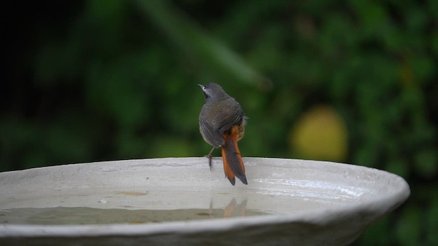 Cape Robin-Chat - ML641688540