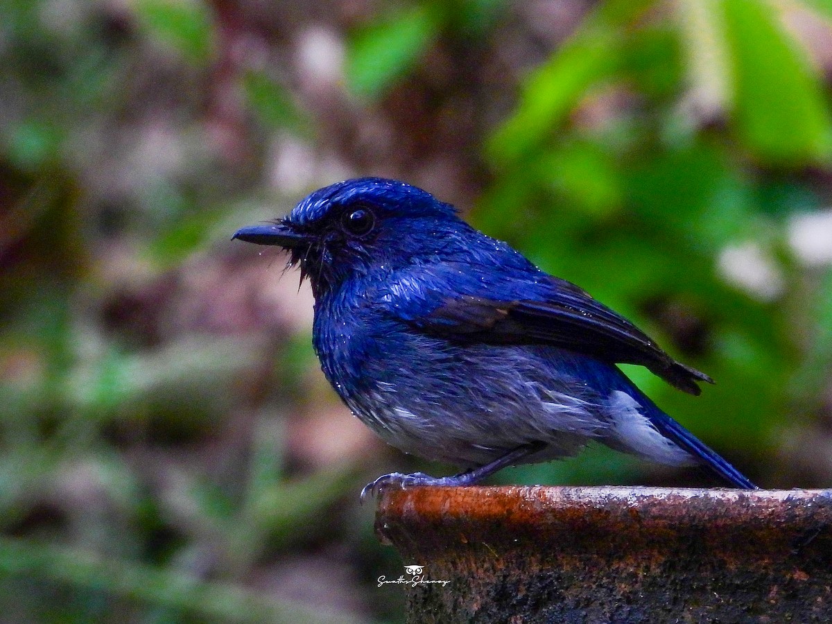 White-bellied Blue Flycatcher - ML641688546