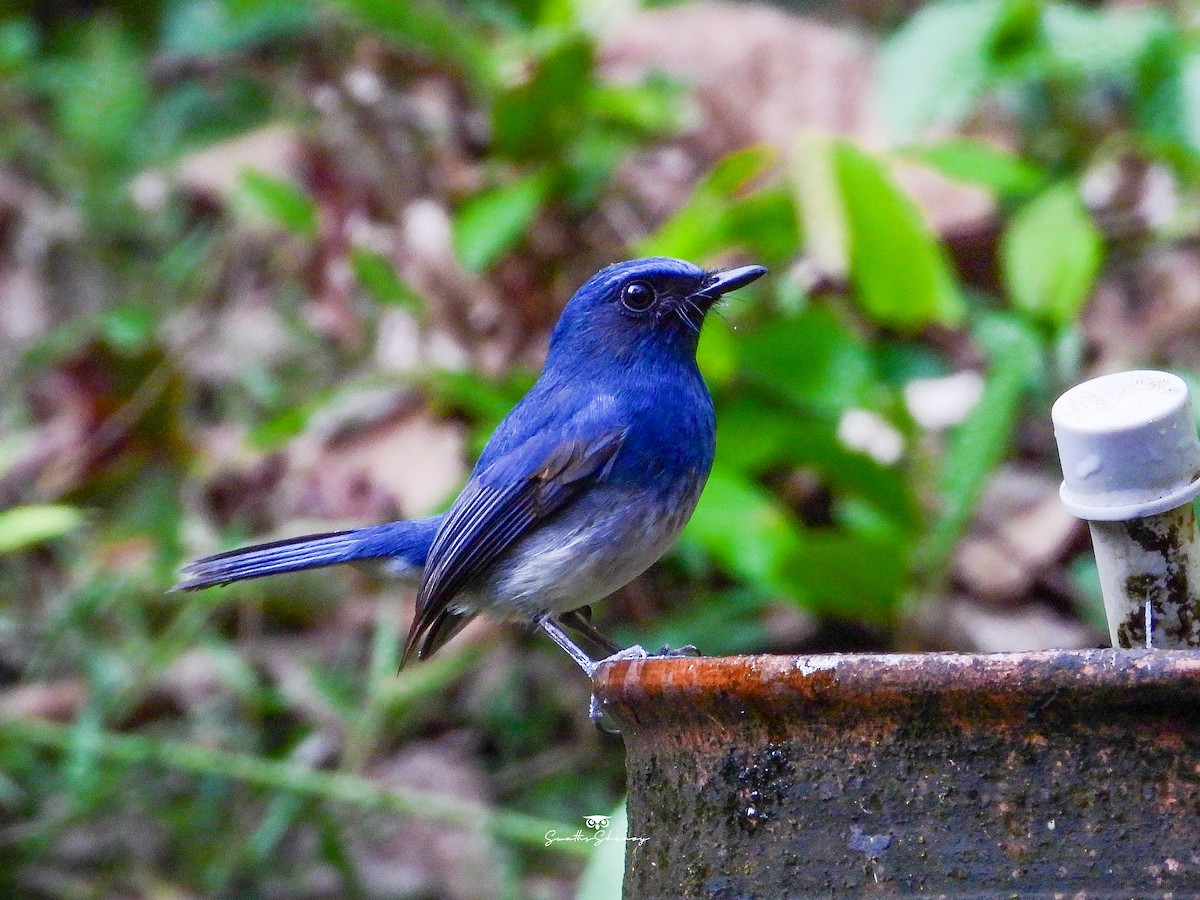 White-bellied Blue Flycatcher - ML641688547