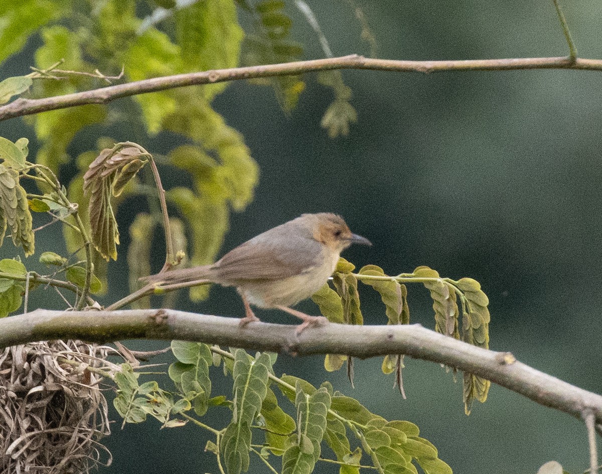 Red-faced Cisticola (Red-faced) - ML641688567