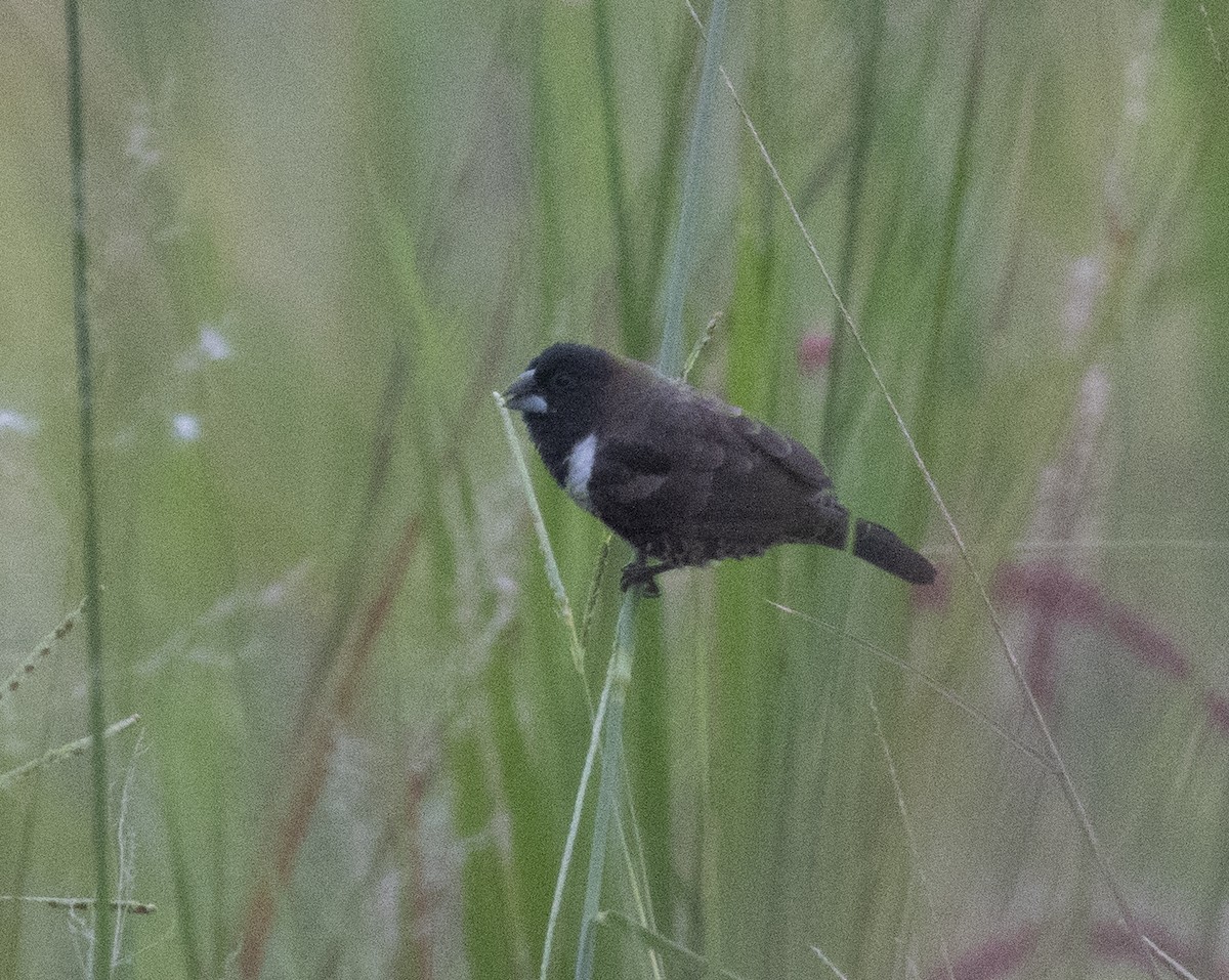Kleinelsterchen - ML641688573
