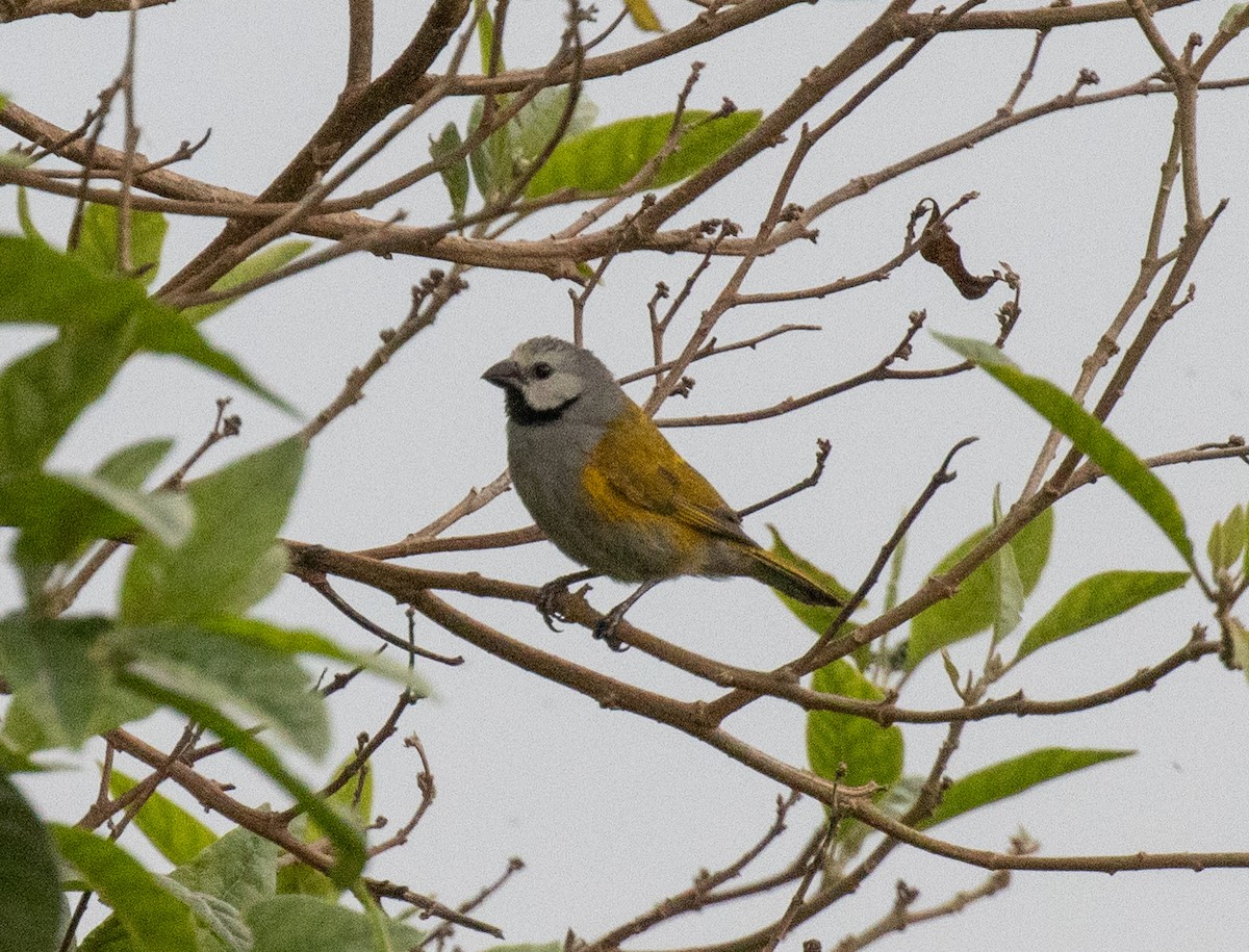 Gray-headed Oliveback - ML641688583