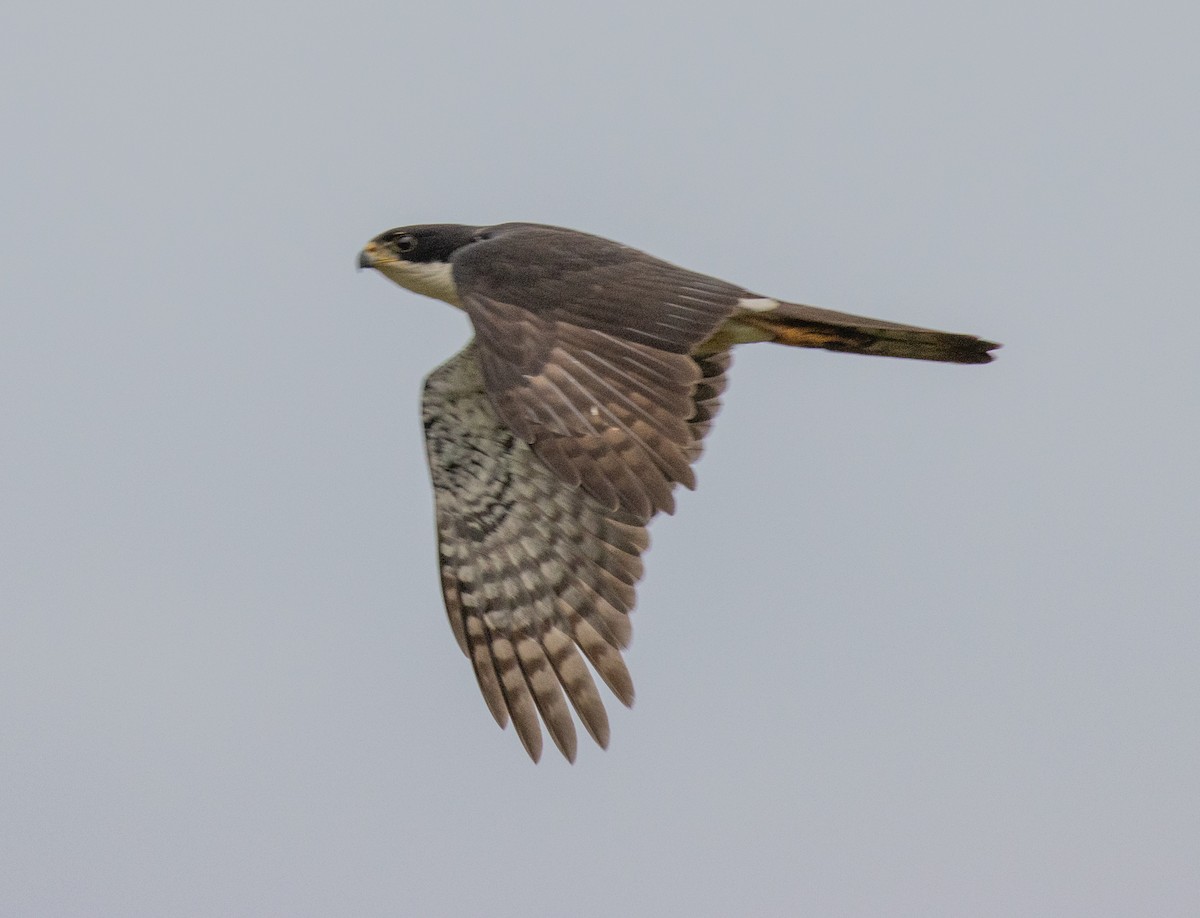 Black Goshawk - ML641688585