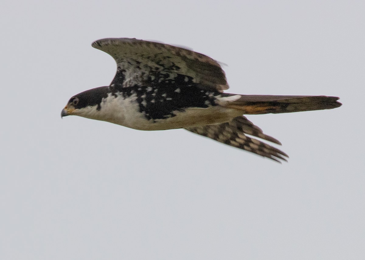 Black Goshawk - ML641688586