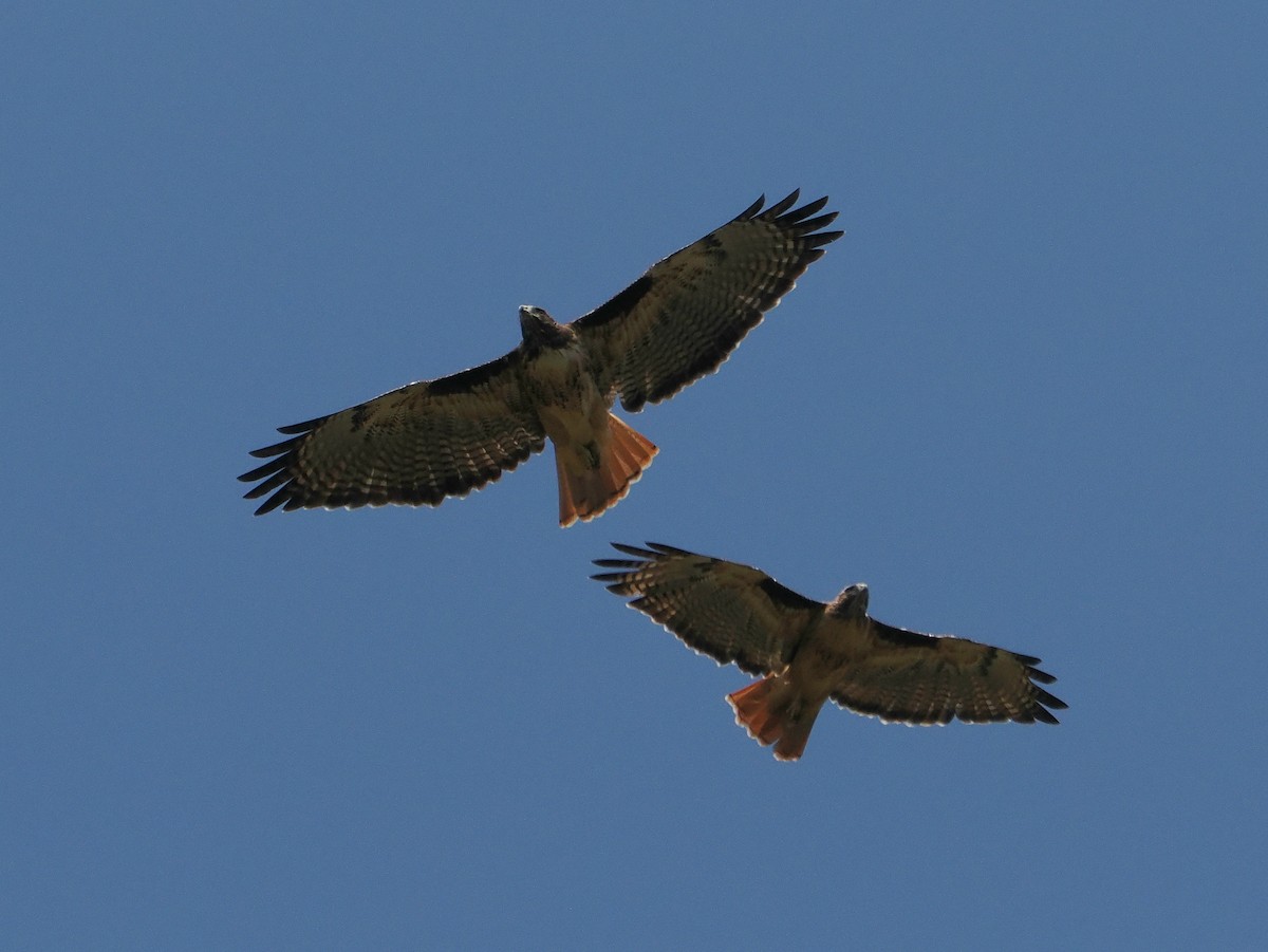 Red-tailed Hawk - ML641688617