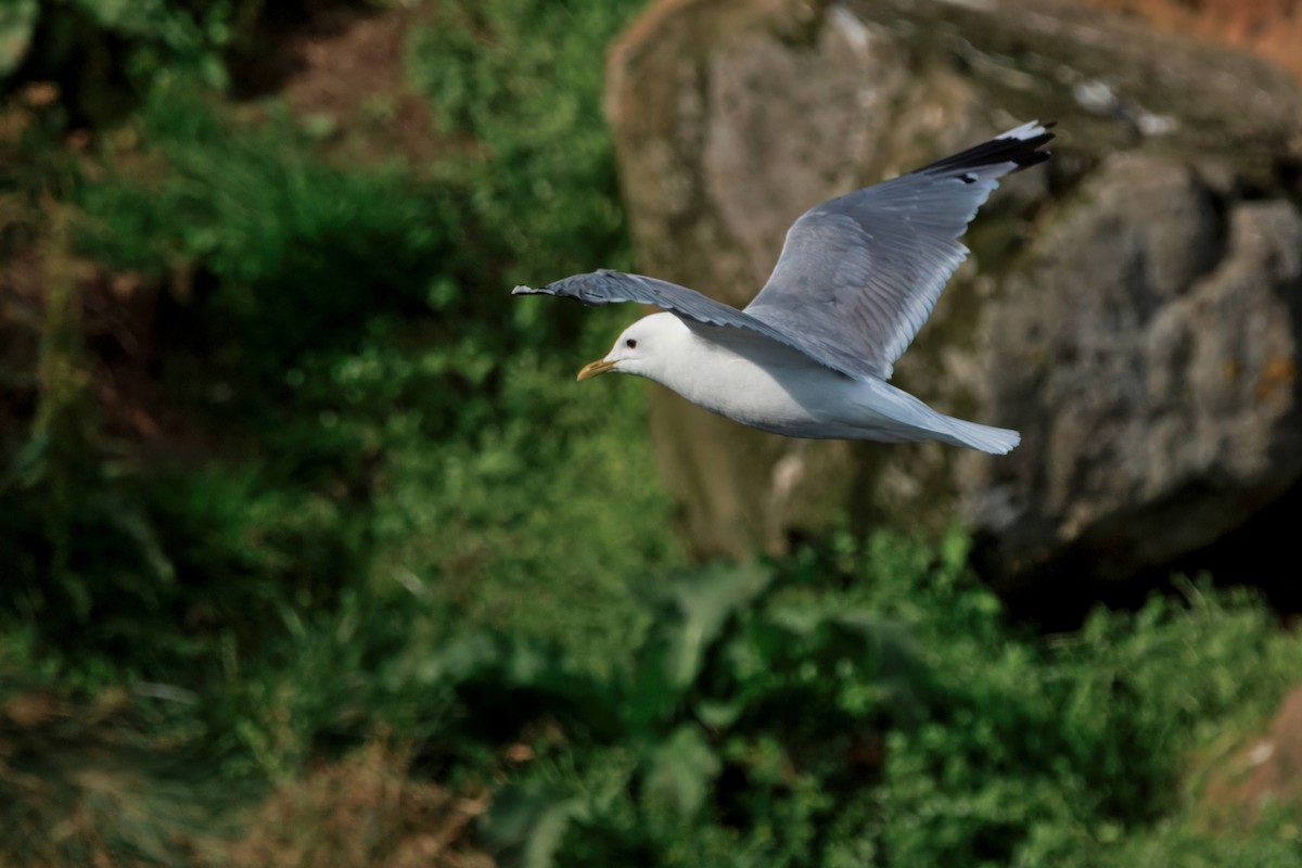 Common Gull (European) - ML641688639