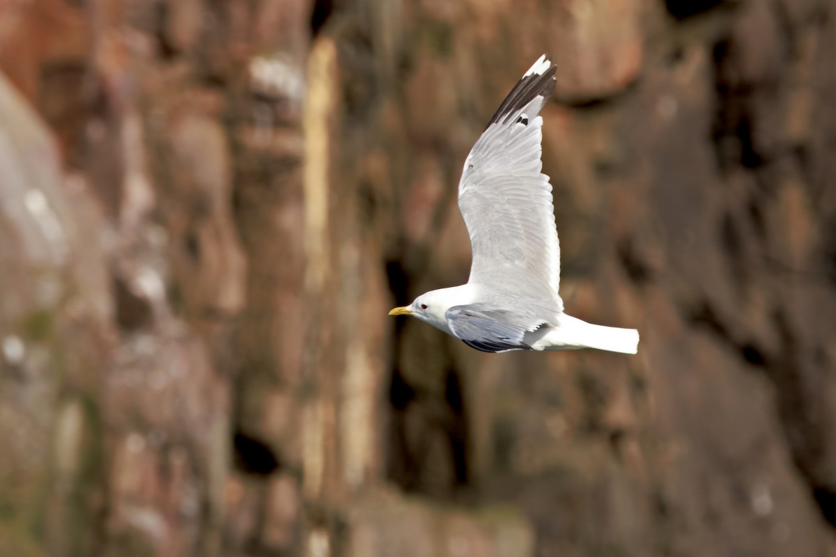 Common Gull (European) - ML641688640