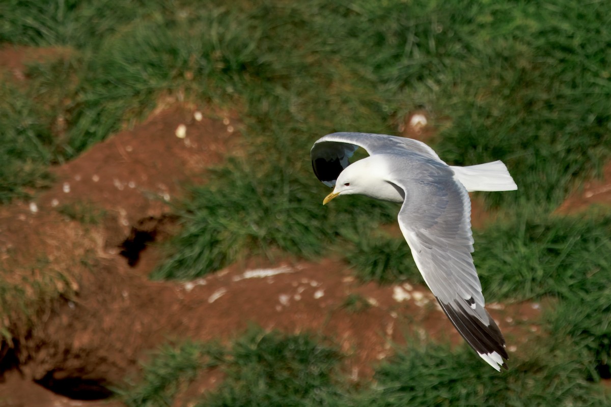Common Gull (European) - ML641688641