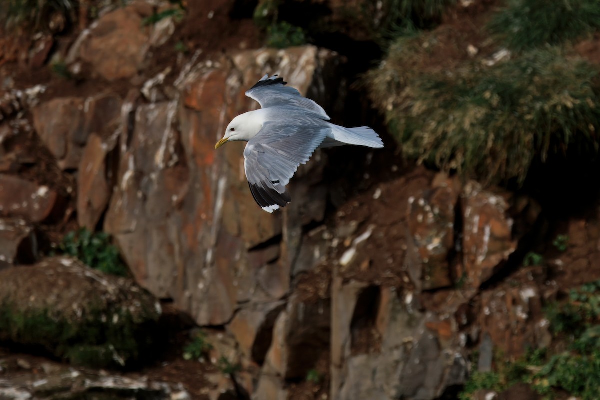 Common Gull (European) - ML641688642