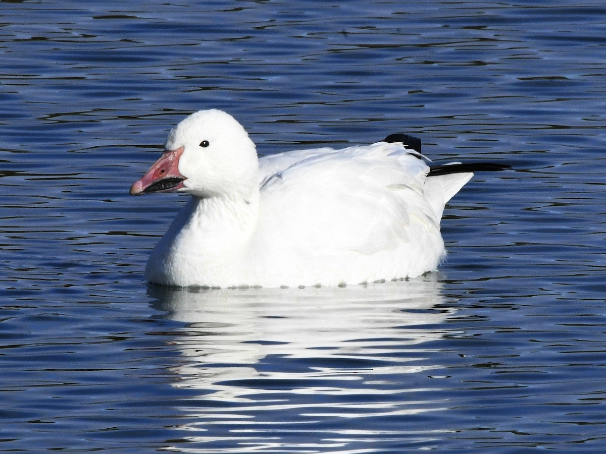Snow Goose - ML641688648