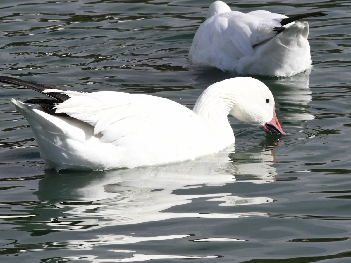 Snow Goose - ML641688650