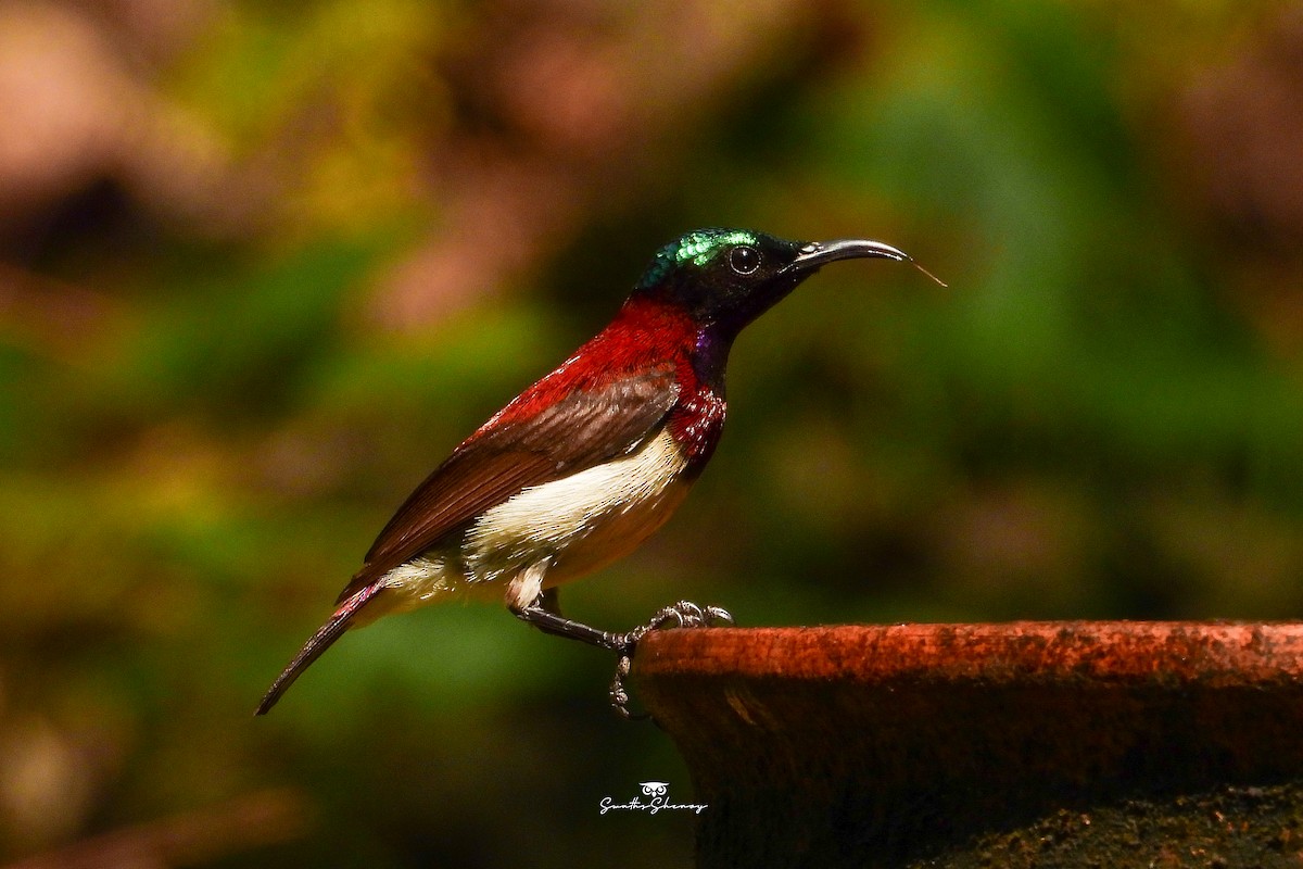 Crimson-backed Sunbird - ML641688685