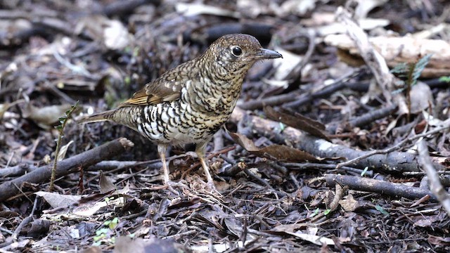 Bassian Thrush - ML641688697