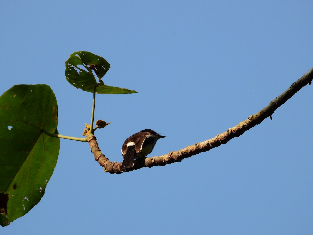 Bar-winged Flycatcher-shrike - ML641688725
