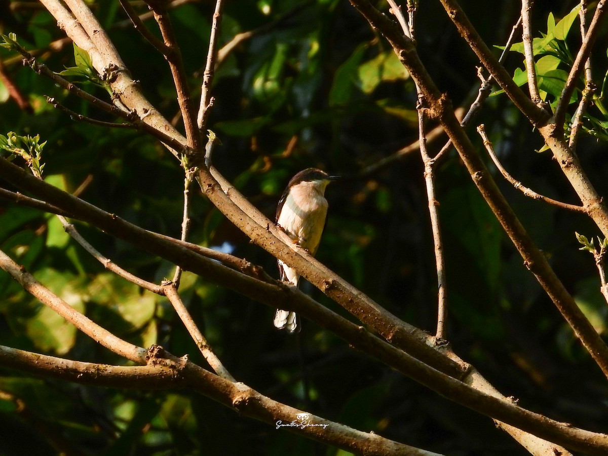 Bar-winged Flycatcher-shrike - ML641688726