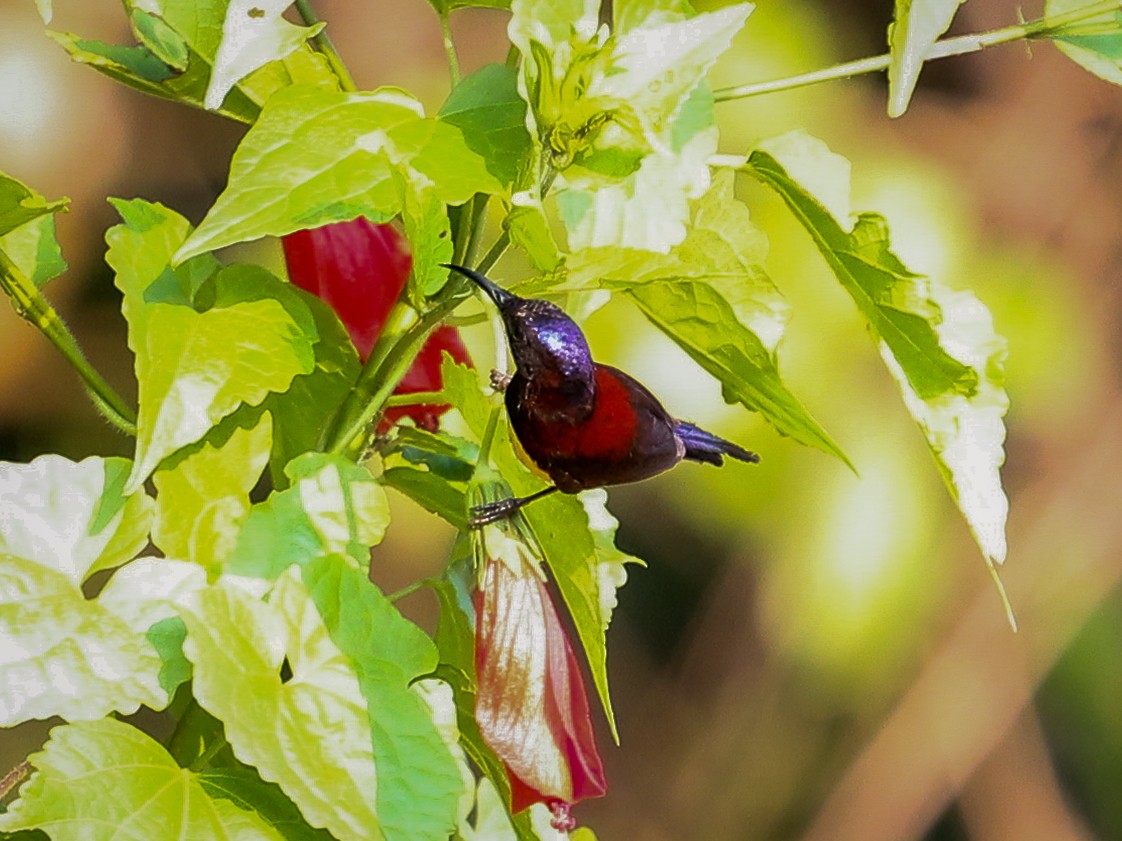 Black-throated Sunbird - ML641688733