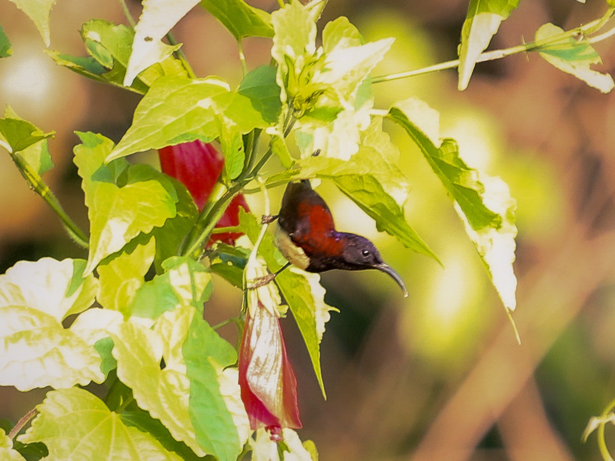 Black-throated Sunbird - ML641688734