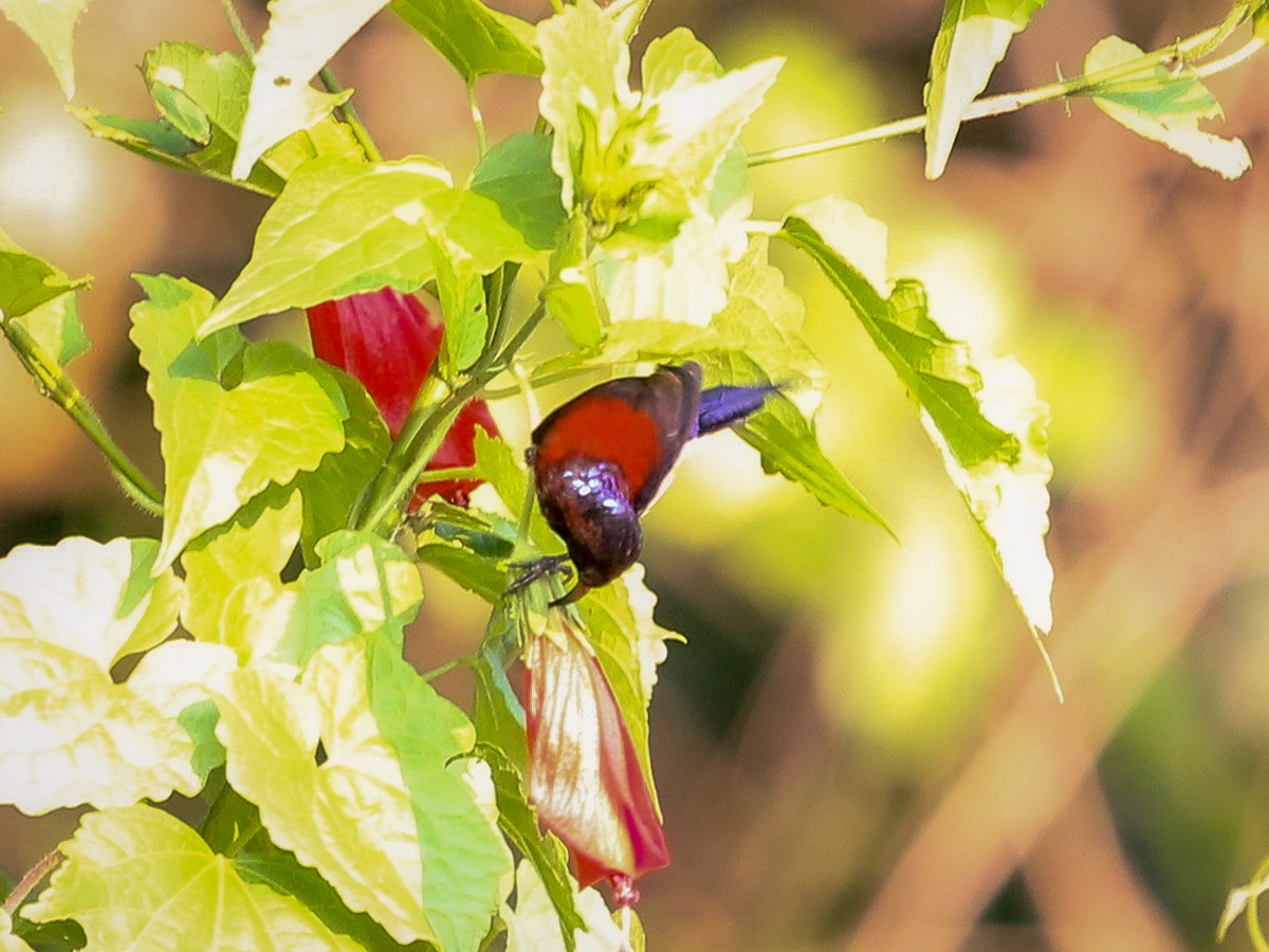 Black-throated Sunbird - ML641688735