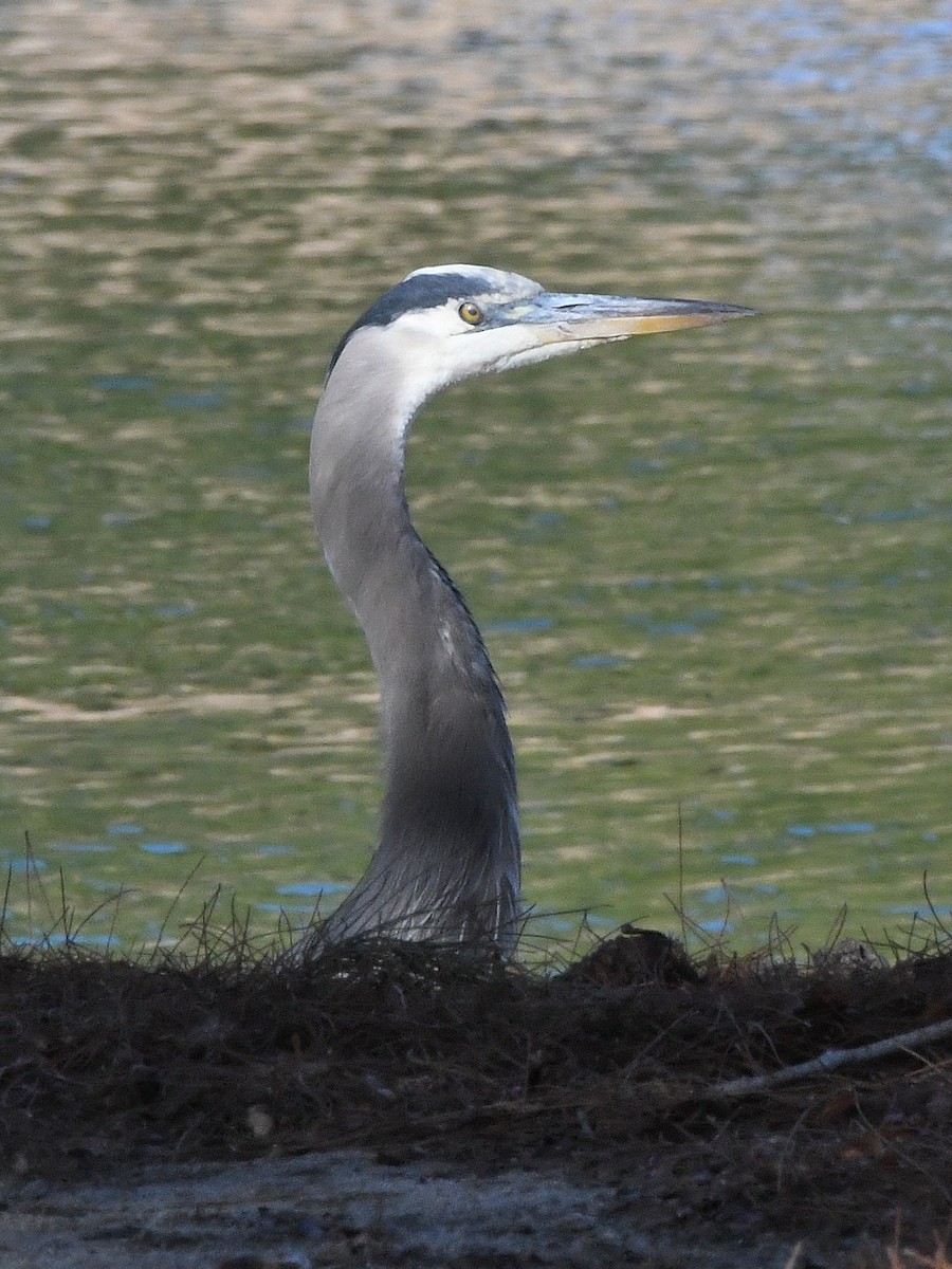 Great Blue Heron - ML641688736