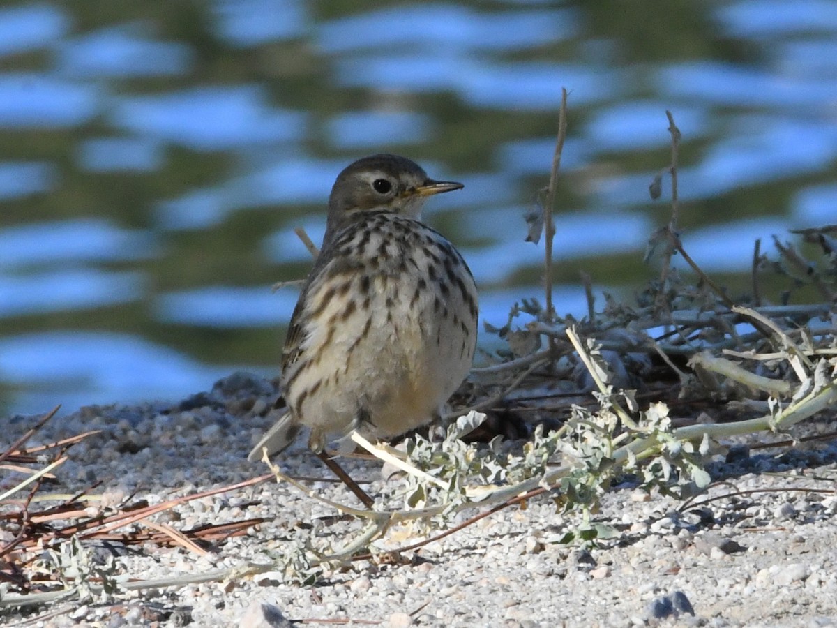 American Pipit - ML641688748