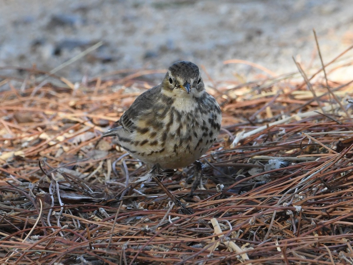 American Pipit - ML641688749