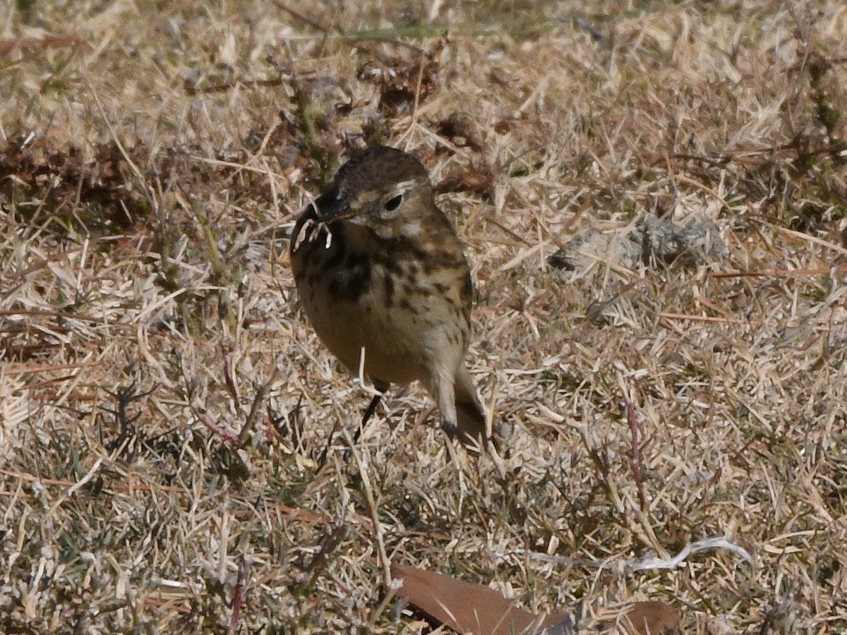 American Pipit - ML641688750