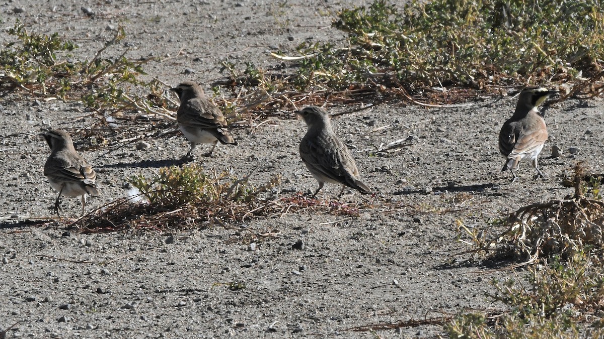Horned Lark - ML641688751