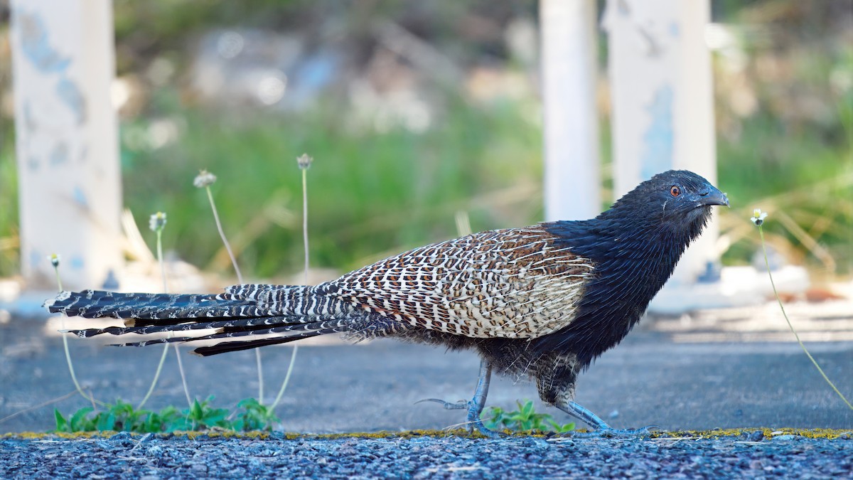 Pheasant Coucal - ML641688755