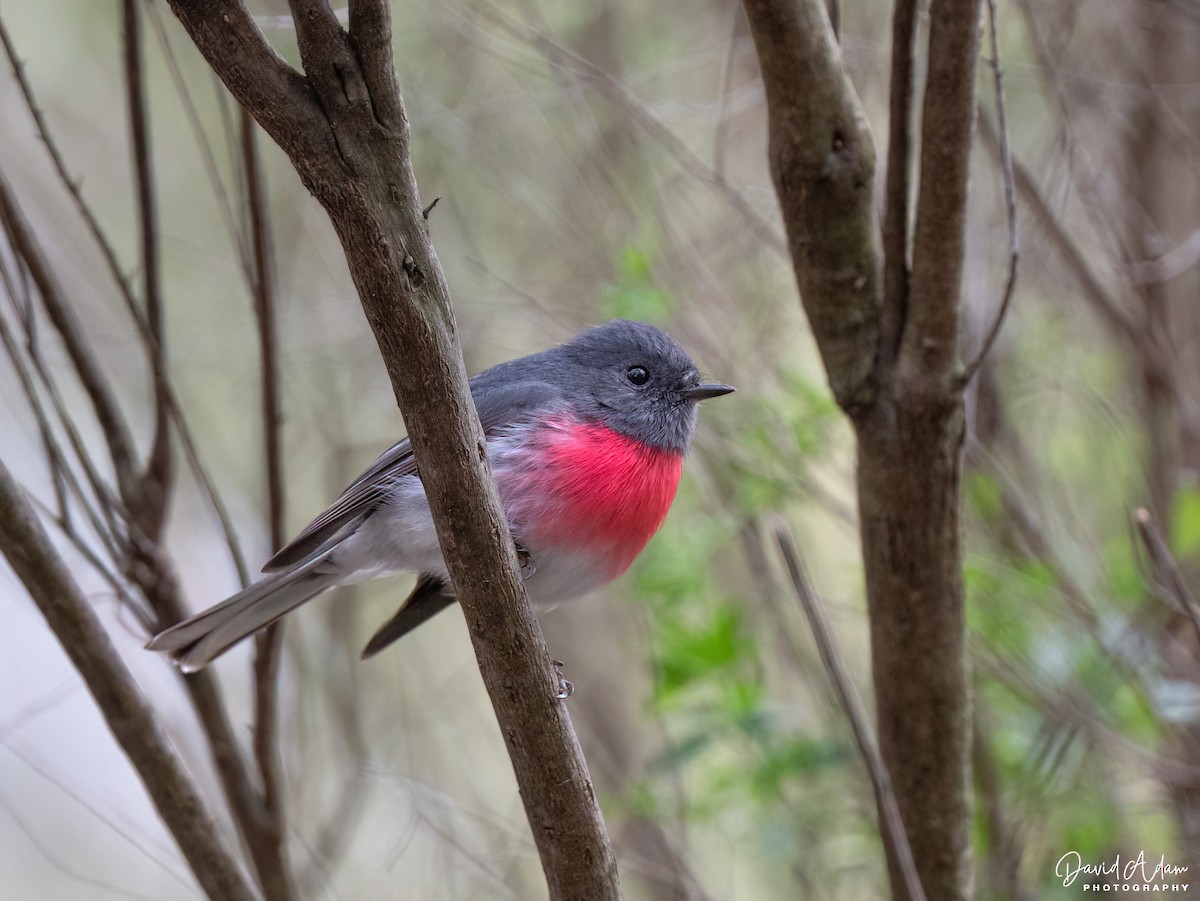 Rose Robin - ML641688756