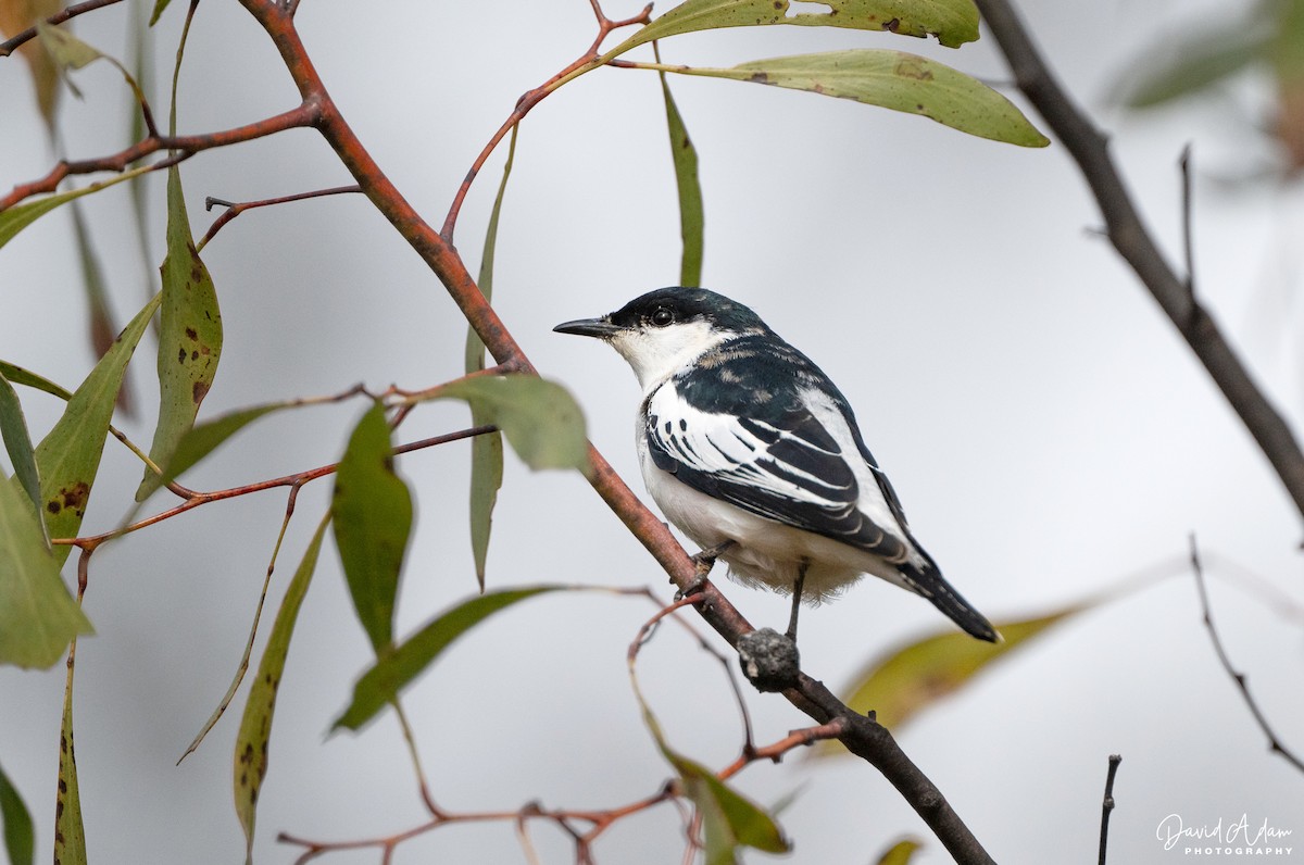 White-winged Triller - ML641688757