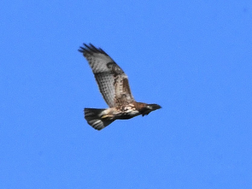 Red-tailed Hawk - ML641688769