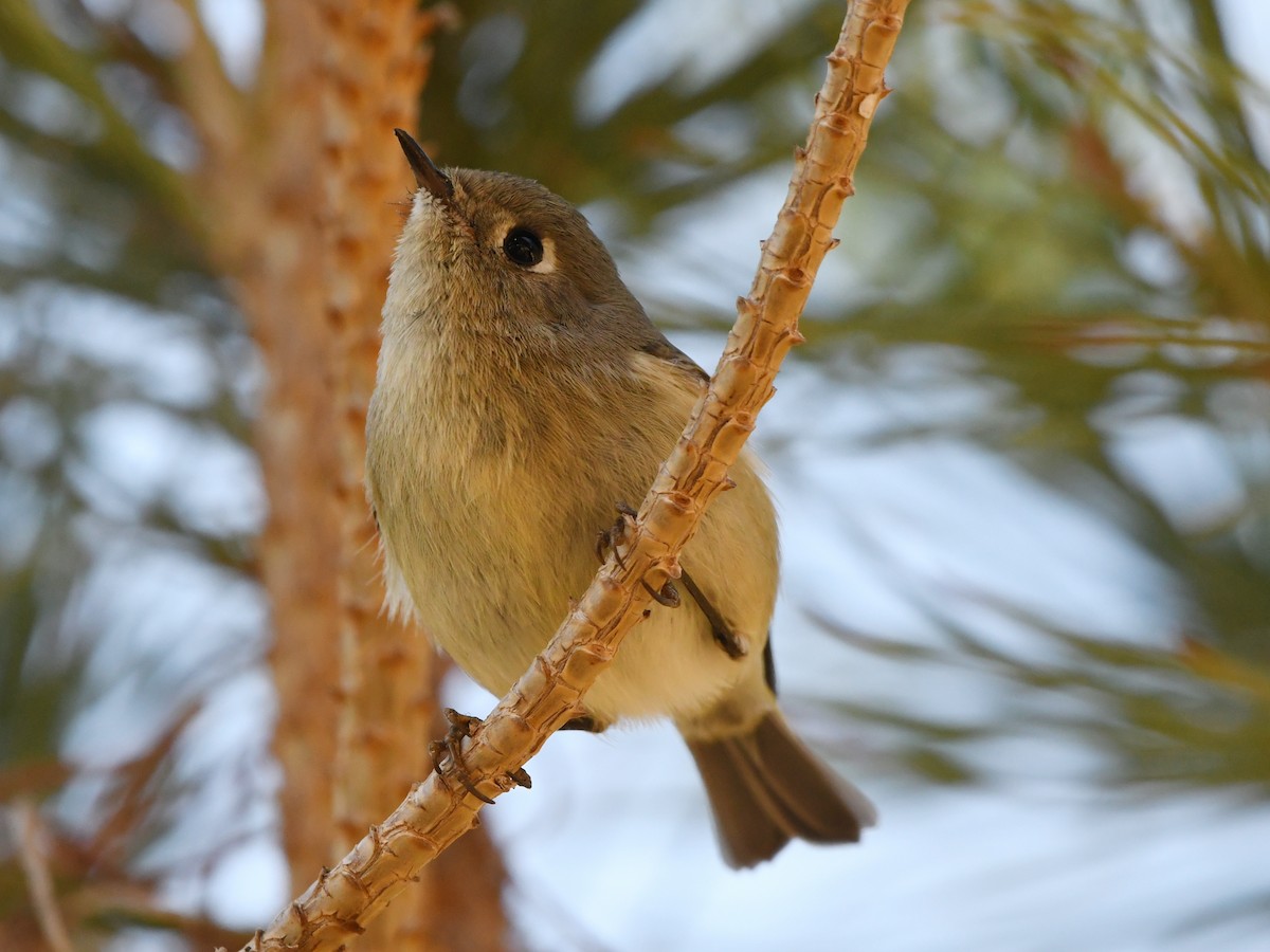Ruby-crowned Kinglet - ML641688773