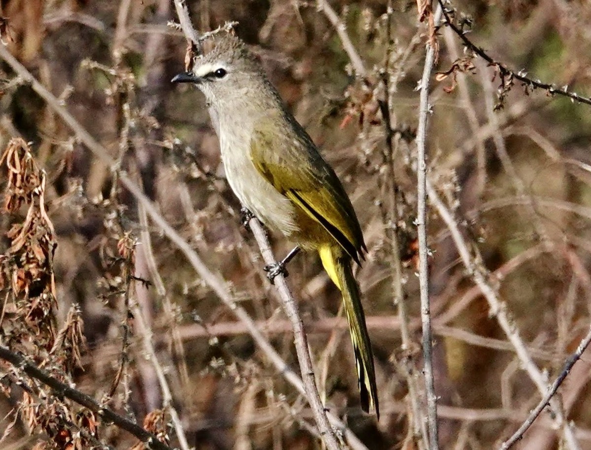 Flavescent Bulbul - ML641688792